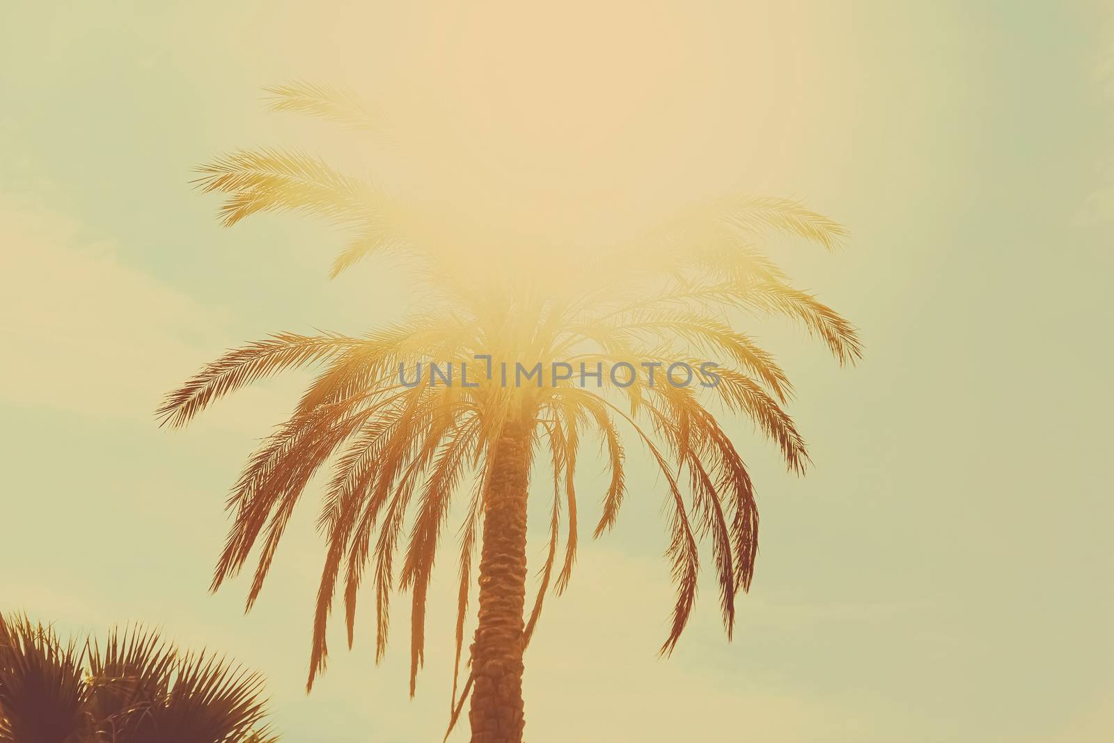 Tropical palm tree leaves in hot summer day as vintage background, summer nature and travel by Anneleven