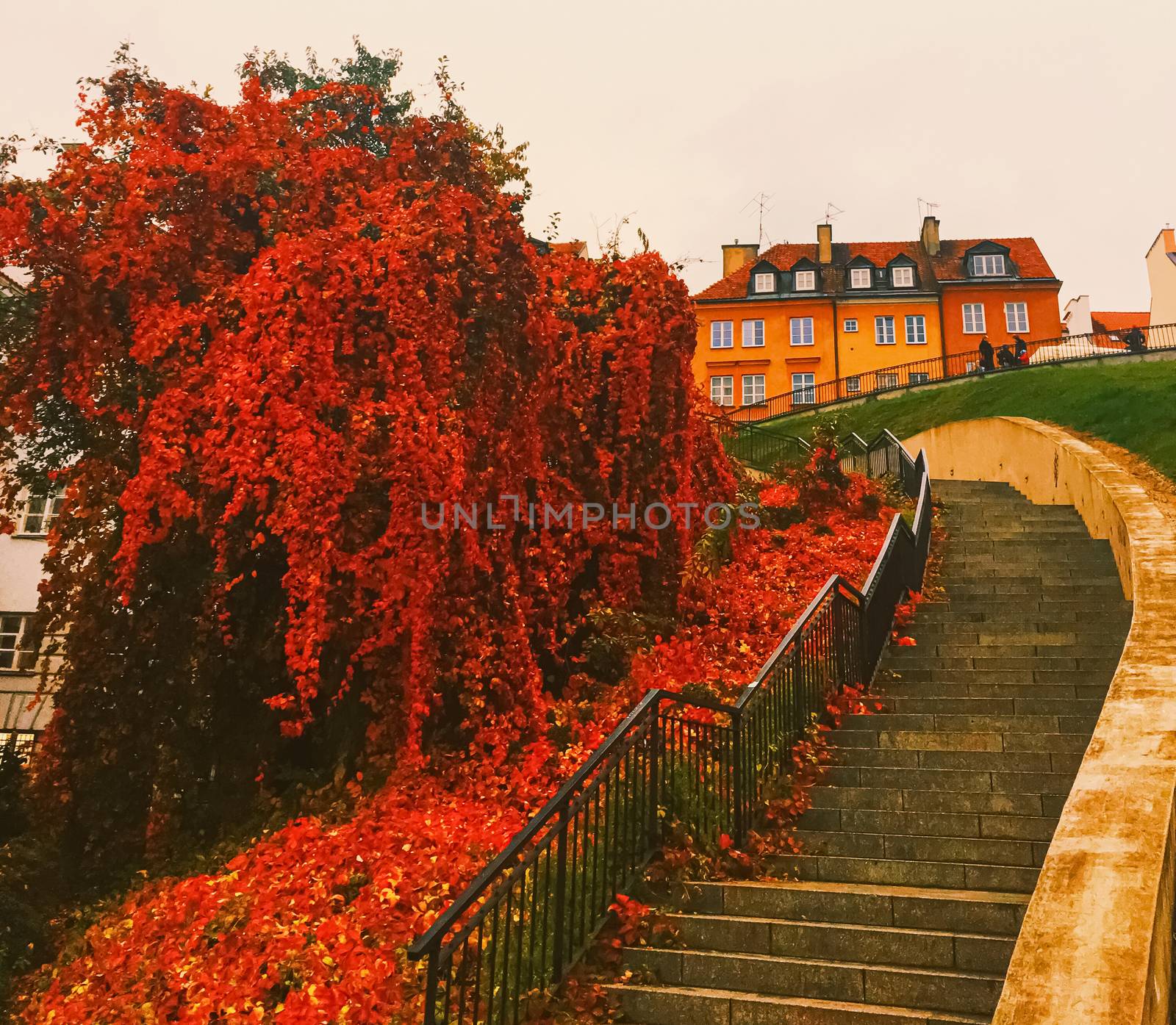 Autumn nature in park, fall leaves and trees outdoors, beautiful season