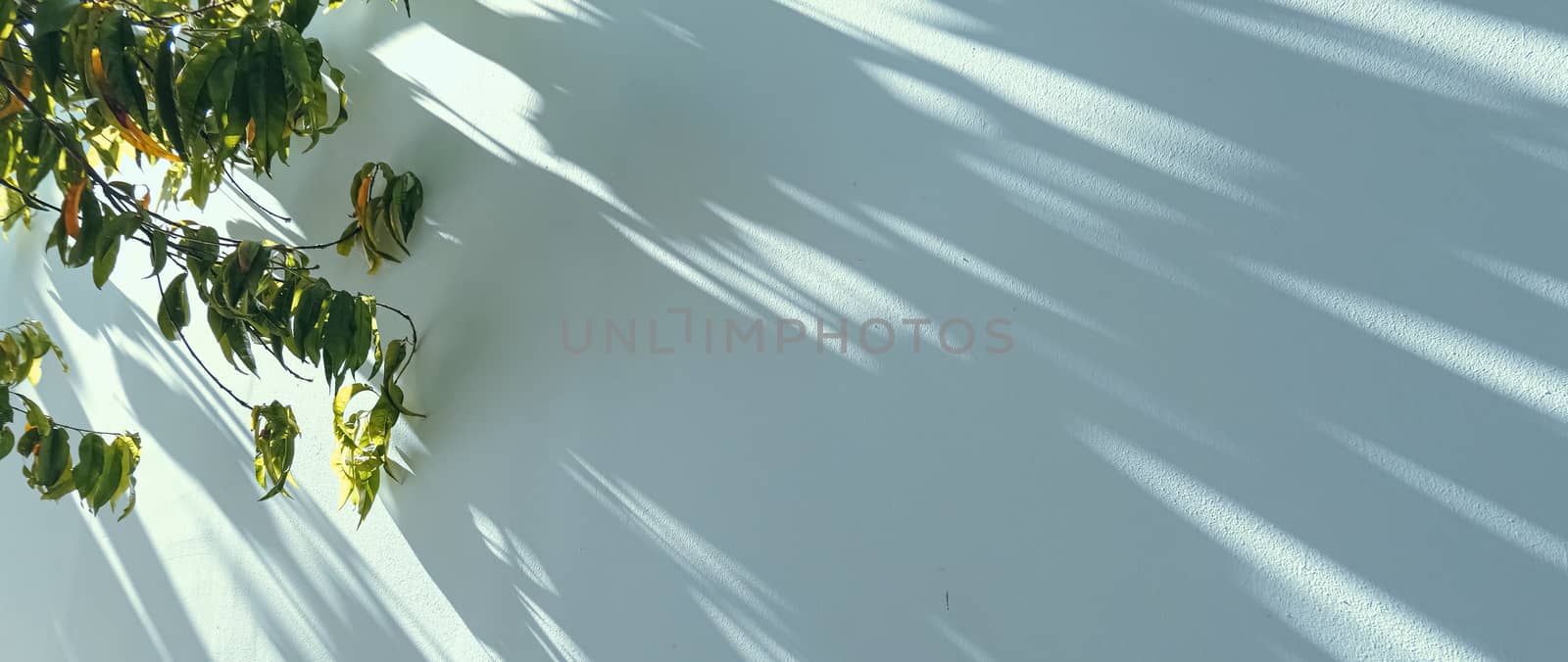 Shadows on the wall, sunshine and sun rays on summer day at sunset, nature and abstract concept