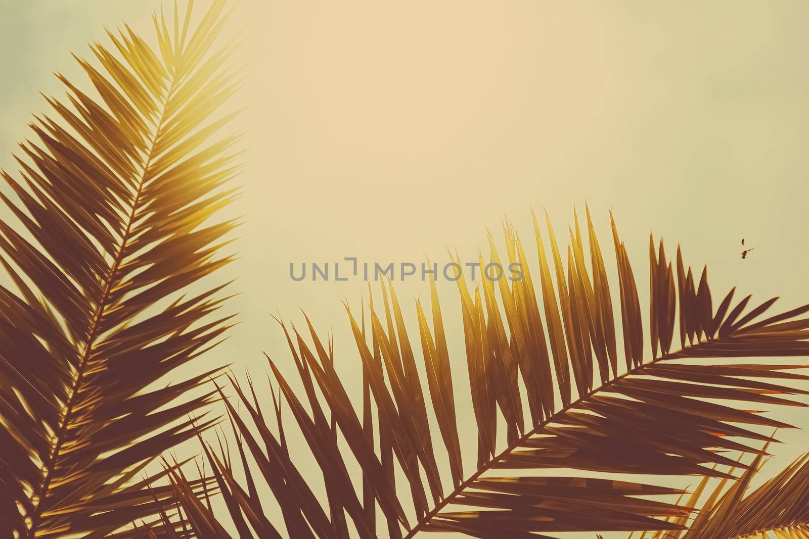 Tropical palm tree leaves in hot summer day as vintage background, summer nature and travel by Anneleven