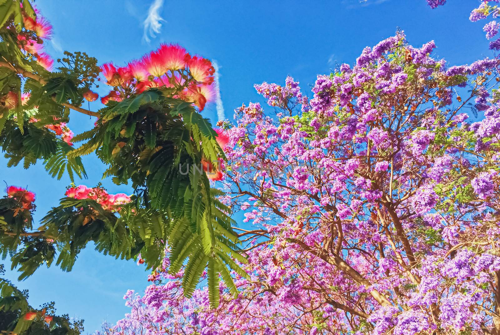 Public parks and streets of Malaga, the capital city of Andalucia region in Spain by Anneleven