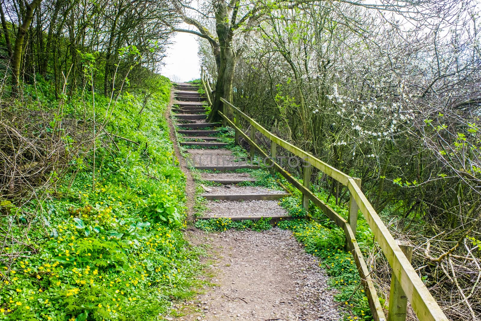 Old Wooden Steps up to towpath on Lancster Canal by paddythegolfer