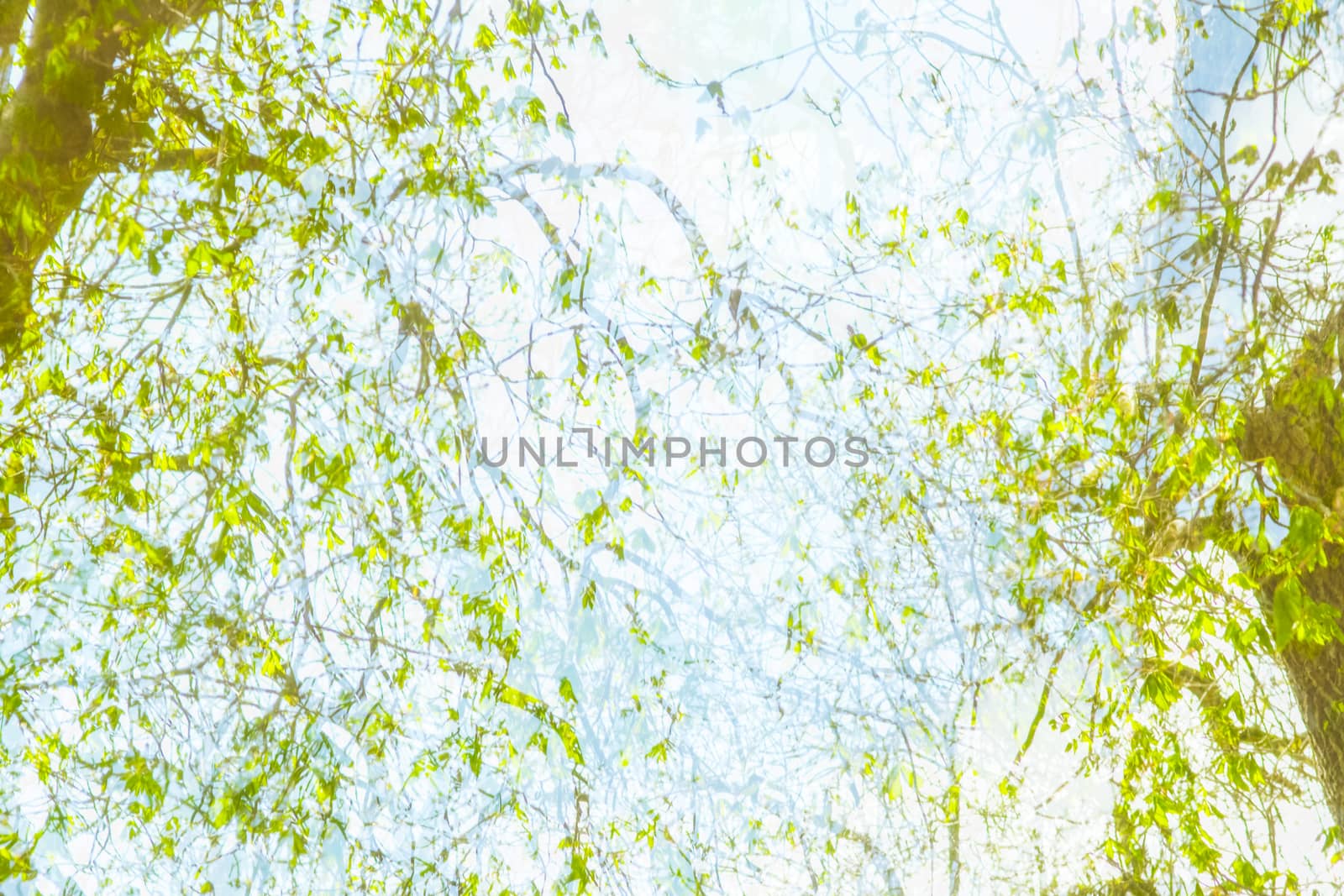 Double expose photo trees in the springtime