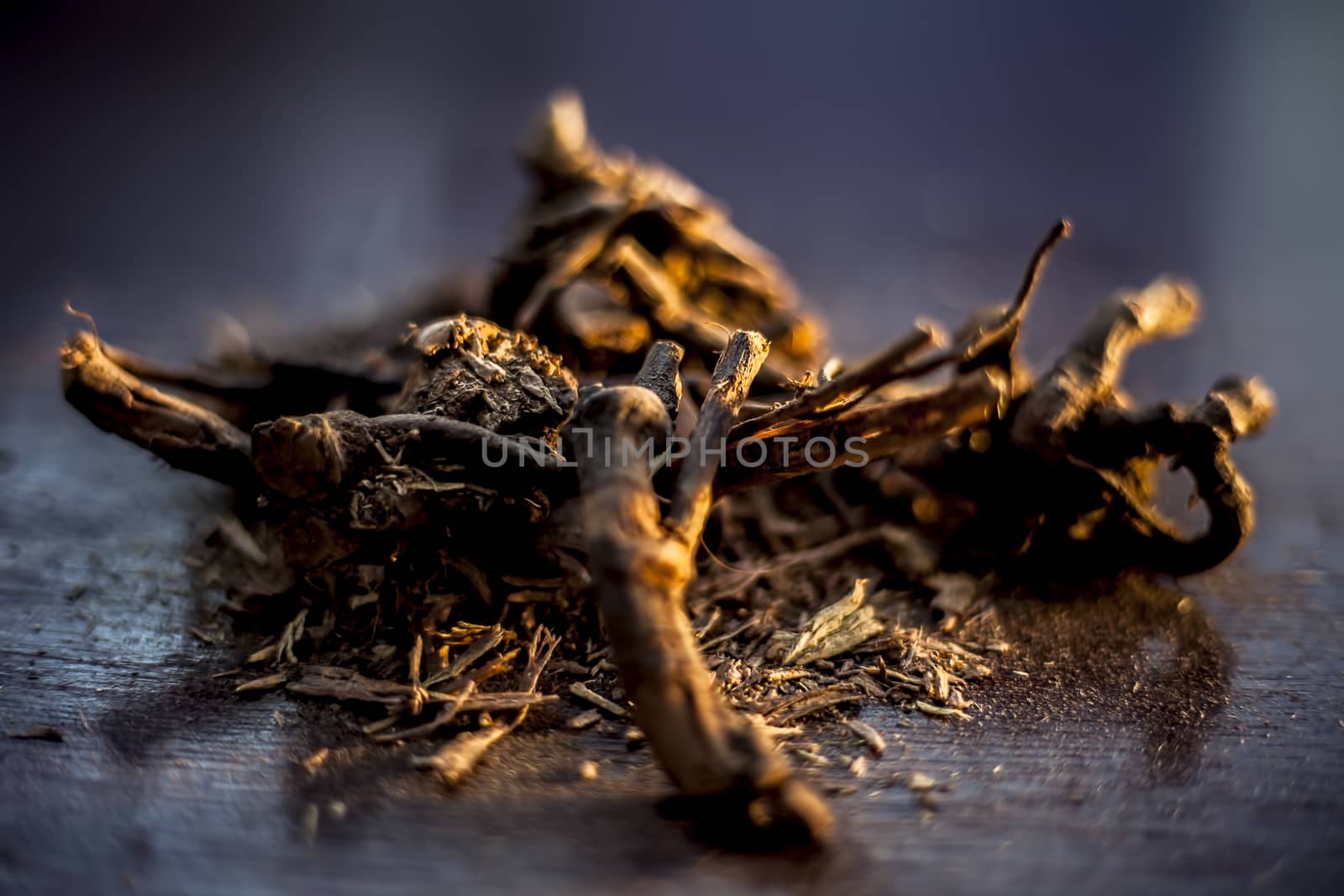 Close up of raw ayurvedic herb i.e., chitrak/Plumbago zeylanica roots on the brown-colored shiny surface along with its powder. Horizontal shot.