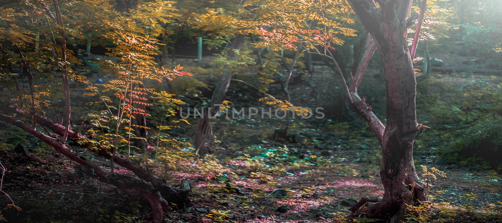 Autumnal forest. Landscape shot of forest in the autumn time in the early morning.
