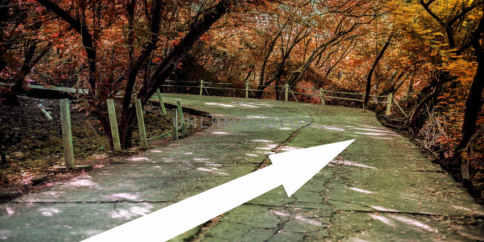 Autumnal forest. Landscape shot of road passing through the autumn forest with a white-colored arrow on it.
