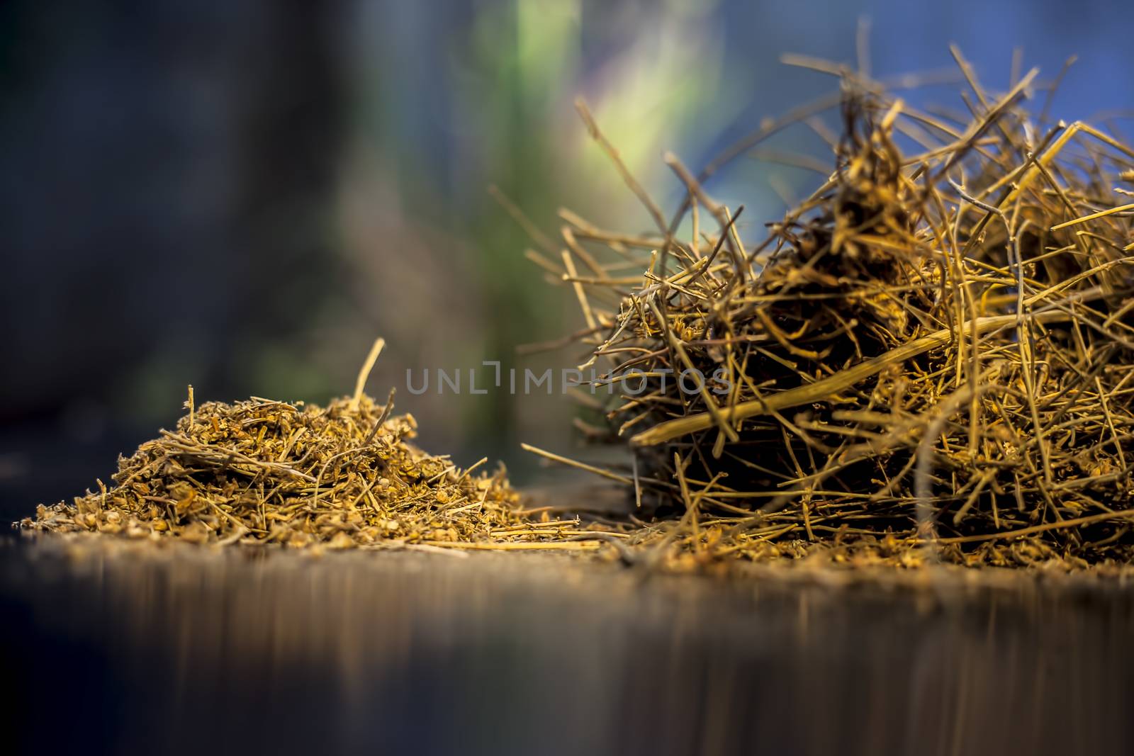 Close up shot of ayurvedic memory booster herb shankhpushpi or Convolvulus pluricaulis roots on black wooden surface with selective focus and blurred background.