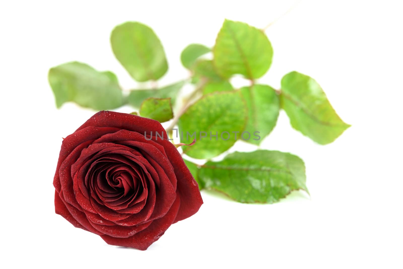 Blooming red rose in drops of dew and isolated on a white background.