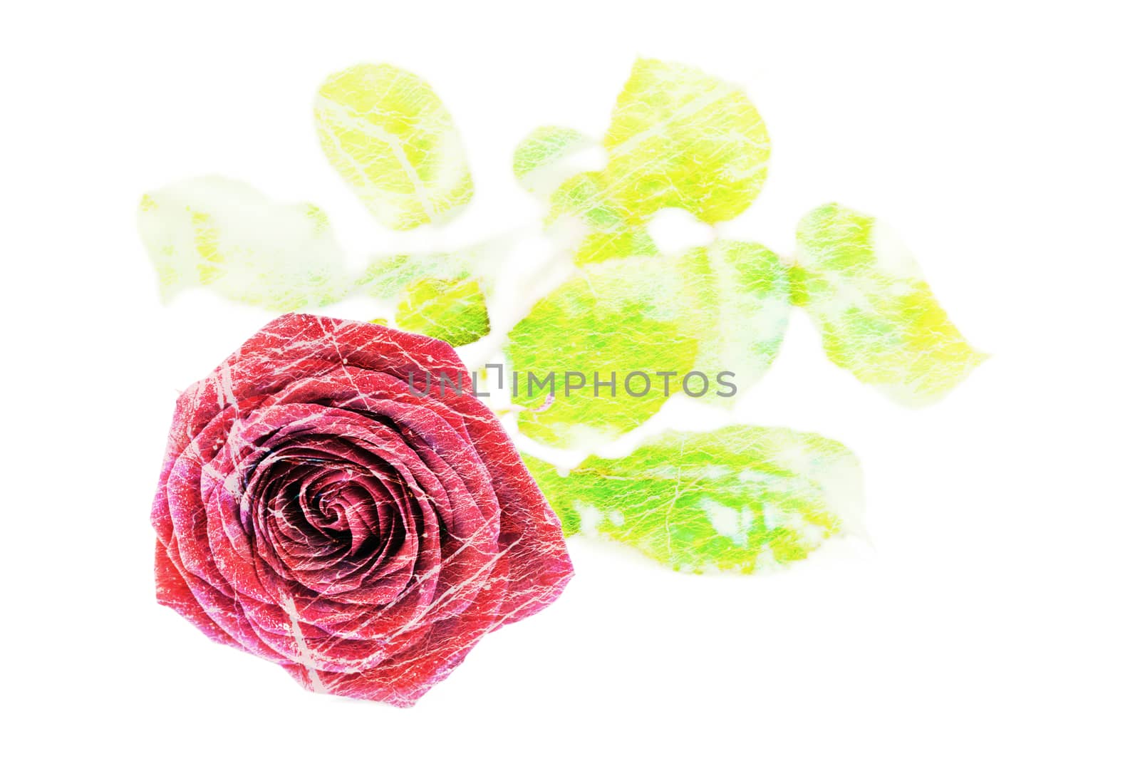 Blooming red rose in drops of dew and isolated on a white background.