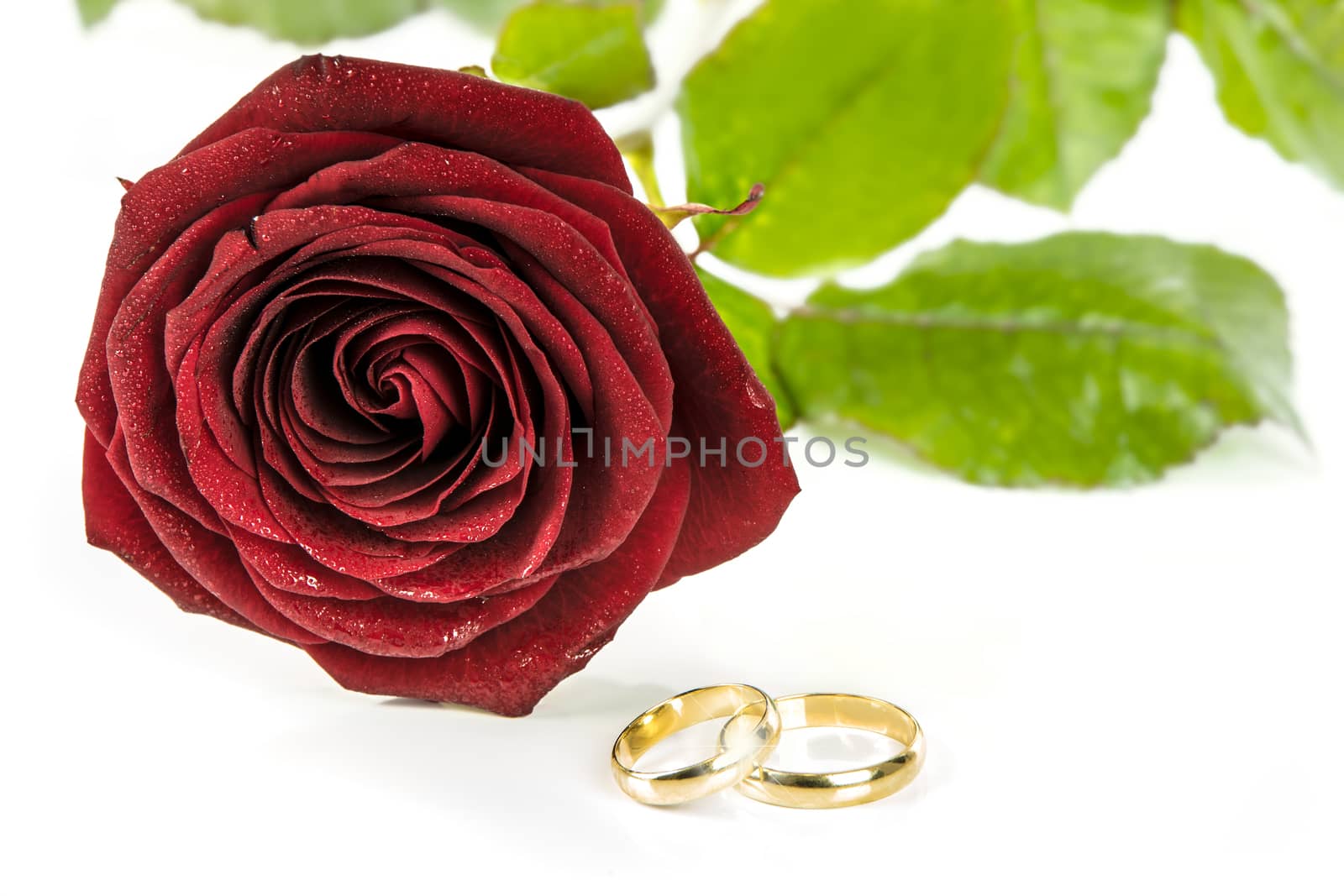 Beautiful blooming red rose and two gold wedding rings on a white background