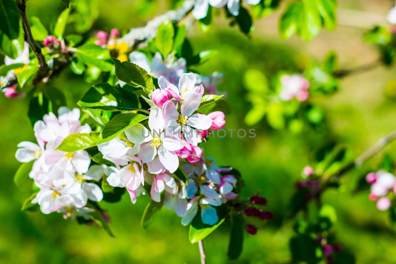 Flourish pink apple flowers on branch in park by paddythegolfer