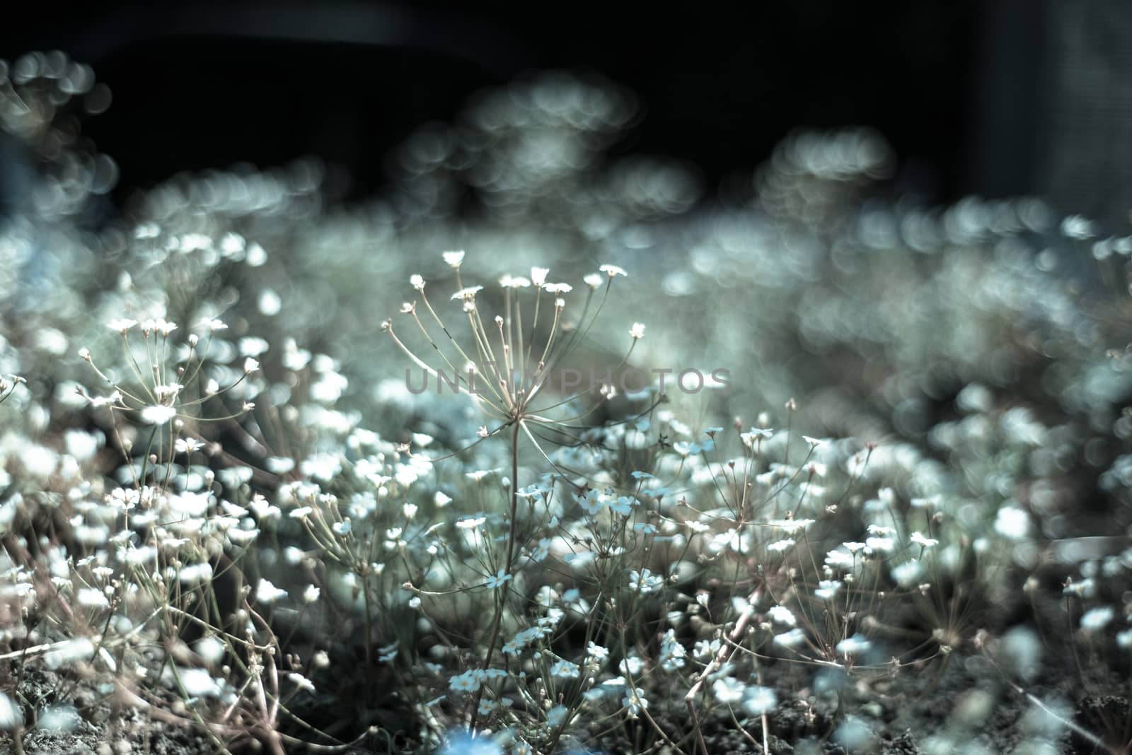 close up of sunlit forget-me-nots shalllow depth of field UK