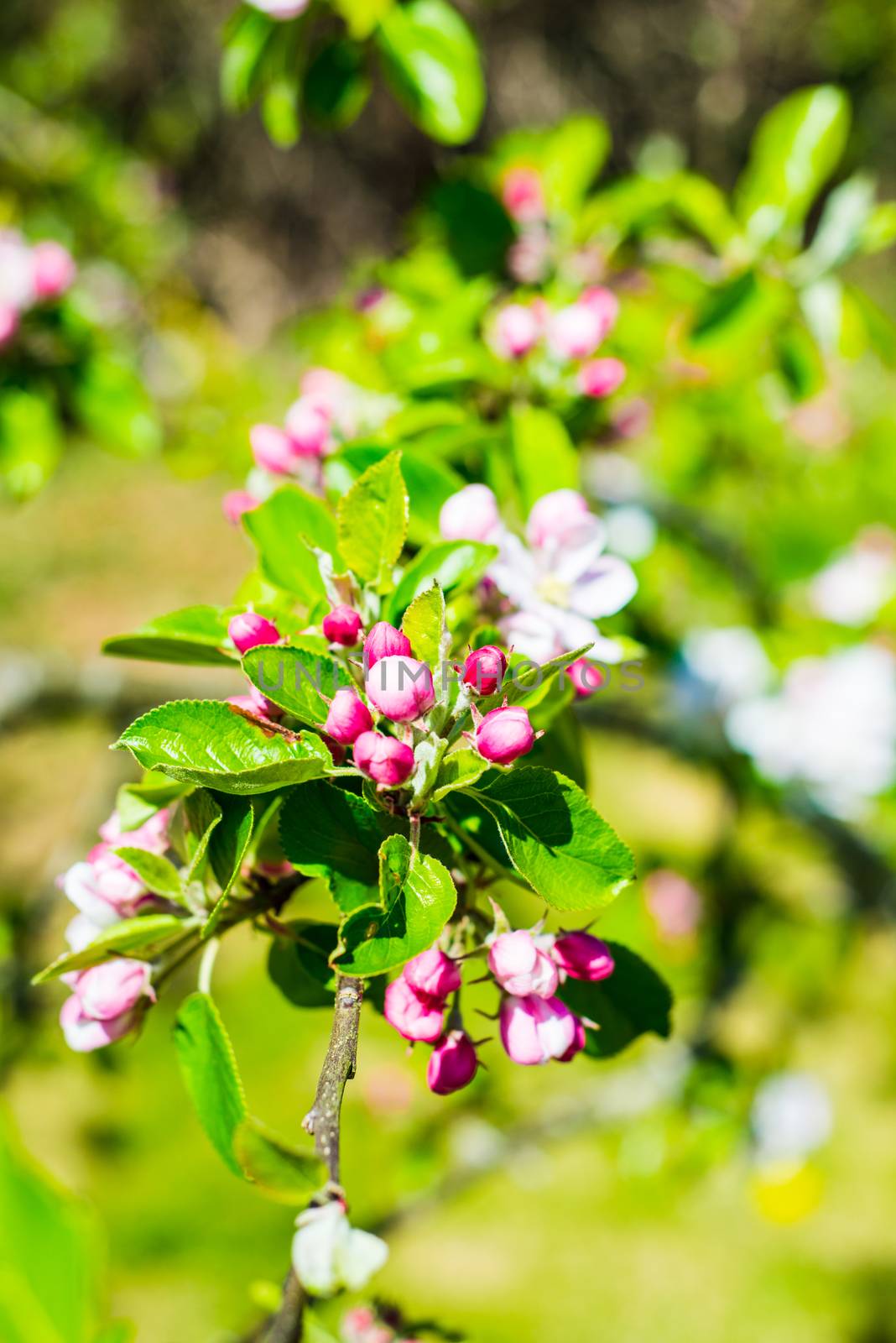 Flourish pink apple flowers on branch in park by paddythegolfer