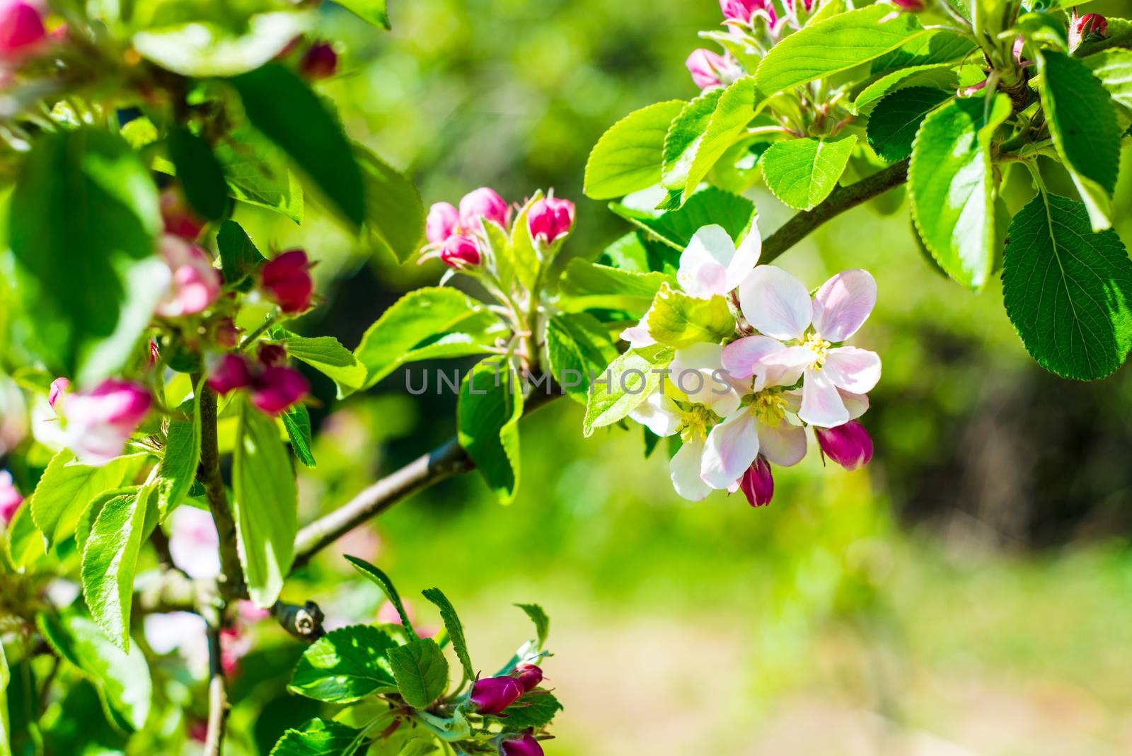 Flourish pink apple flowers on branch in park by paddythegolfer