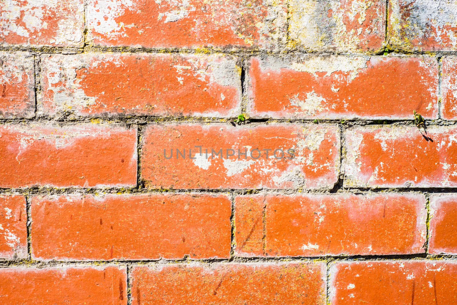 old red brick wall on a sunny spring day