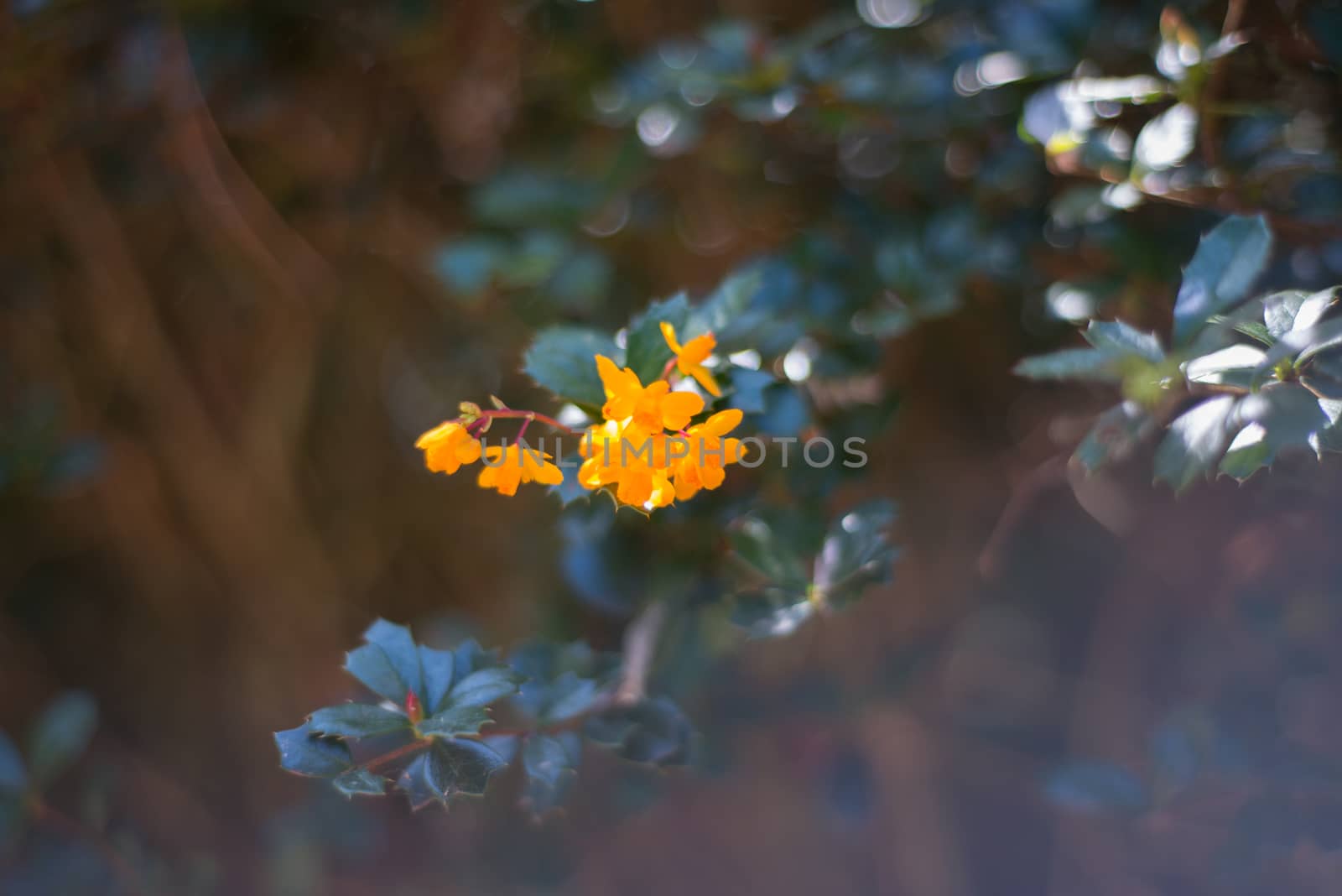 branches with ornage flowers European Berberis UK by paddythegolfer