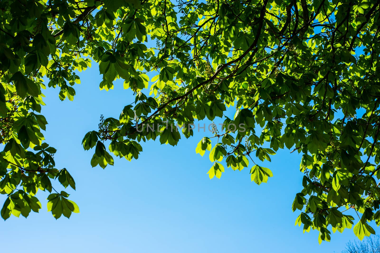 chestnut tree leaves and beautiful blue sky by paddythegolfer