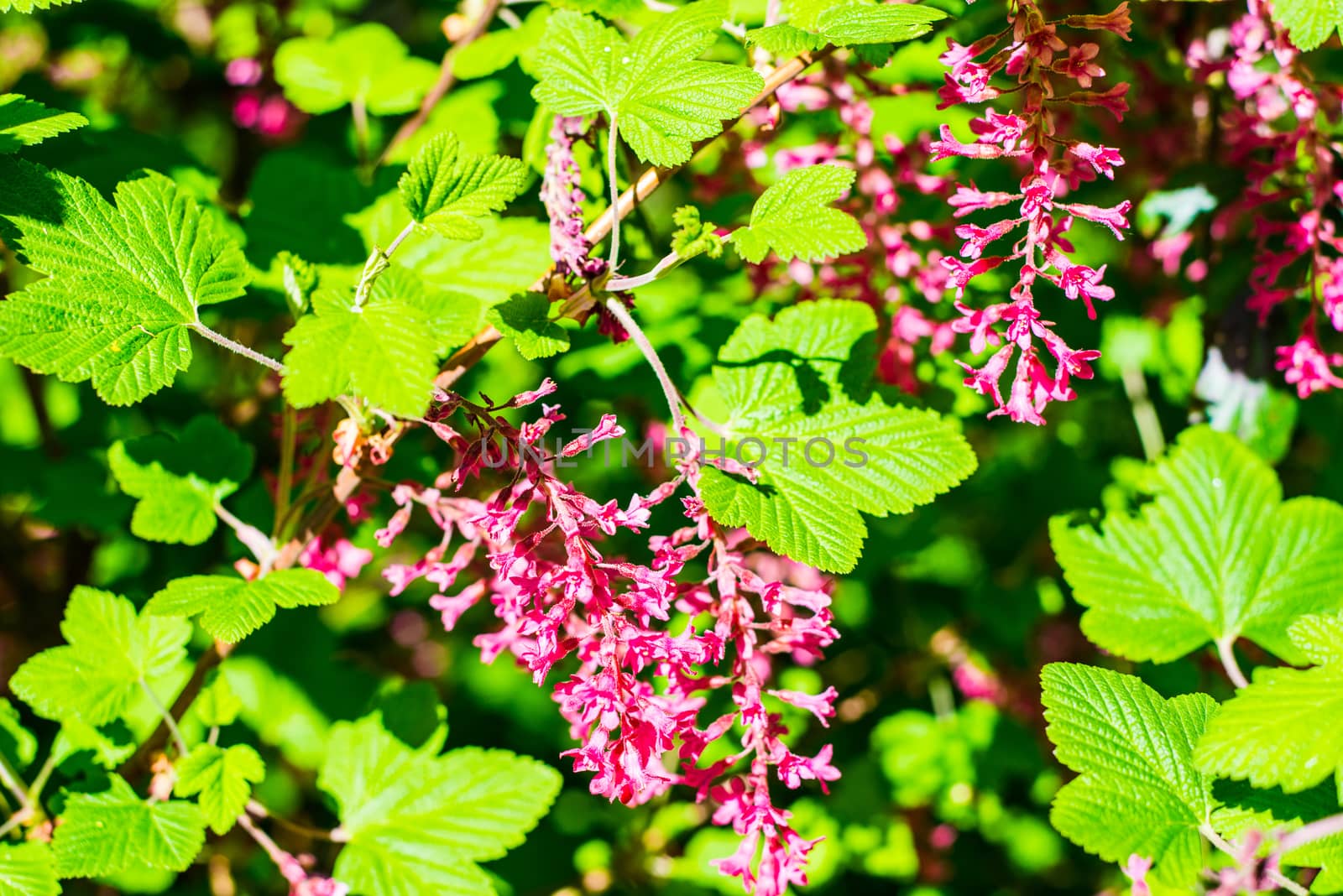 Shallow depth of field image of the flowers of the flowering red current.