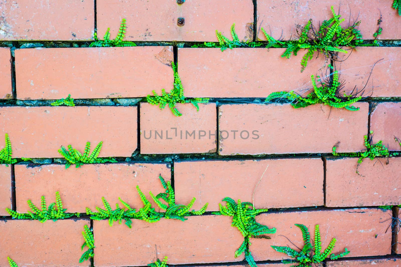 old red brick wall on a sunny spring day