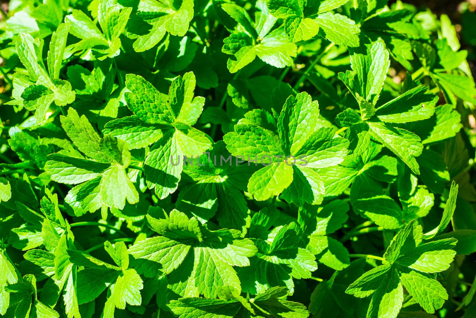 Close up on Geranium renardii green leafs UK