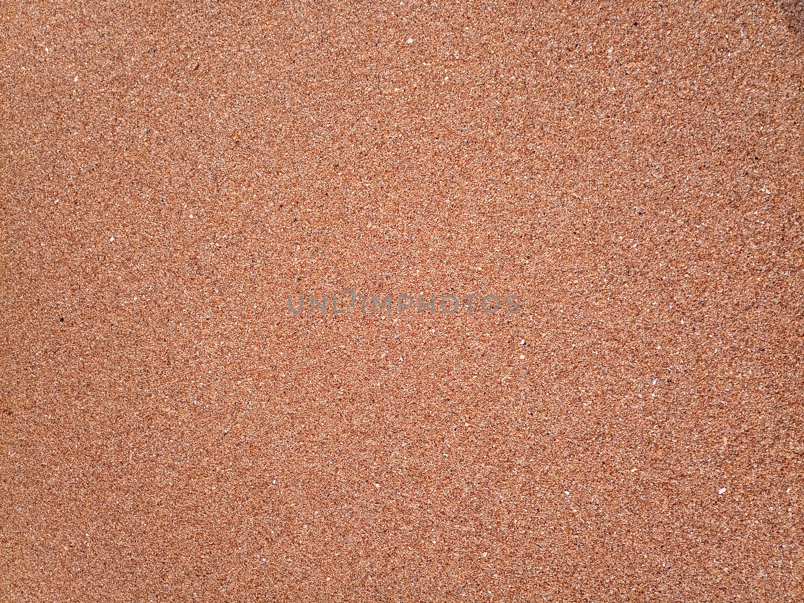 The background is the texture of the sea sand on the beach. Sand shell.