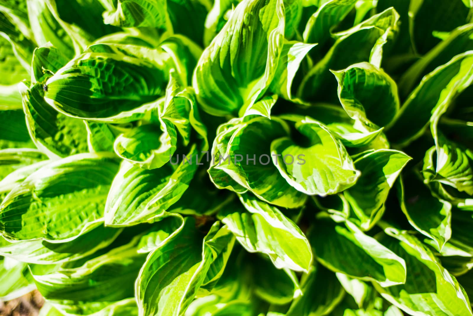 Hosta plant new leaves growing in Springtime by paddythegolfer