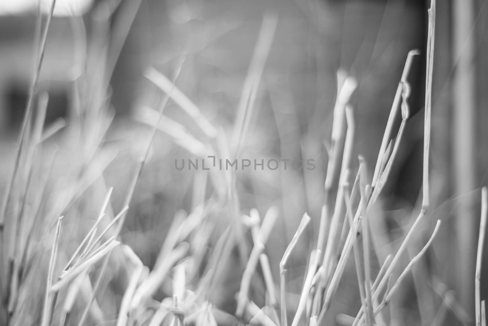 black and white grasses creating a spikey abstract pattern.