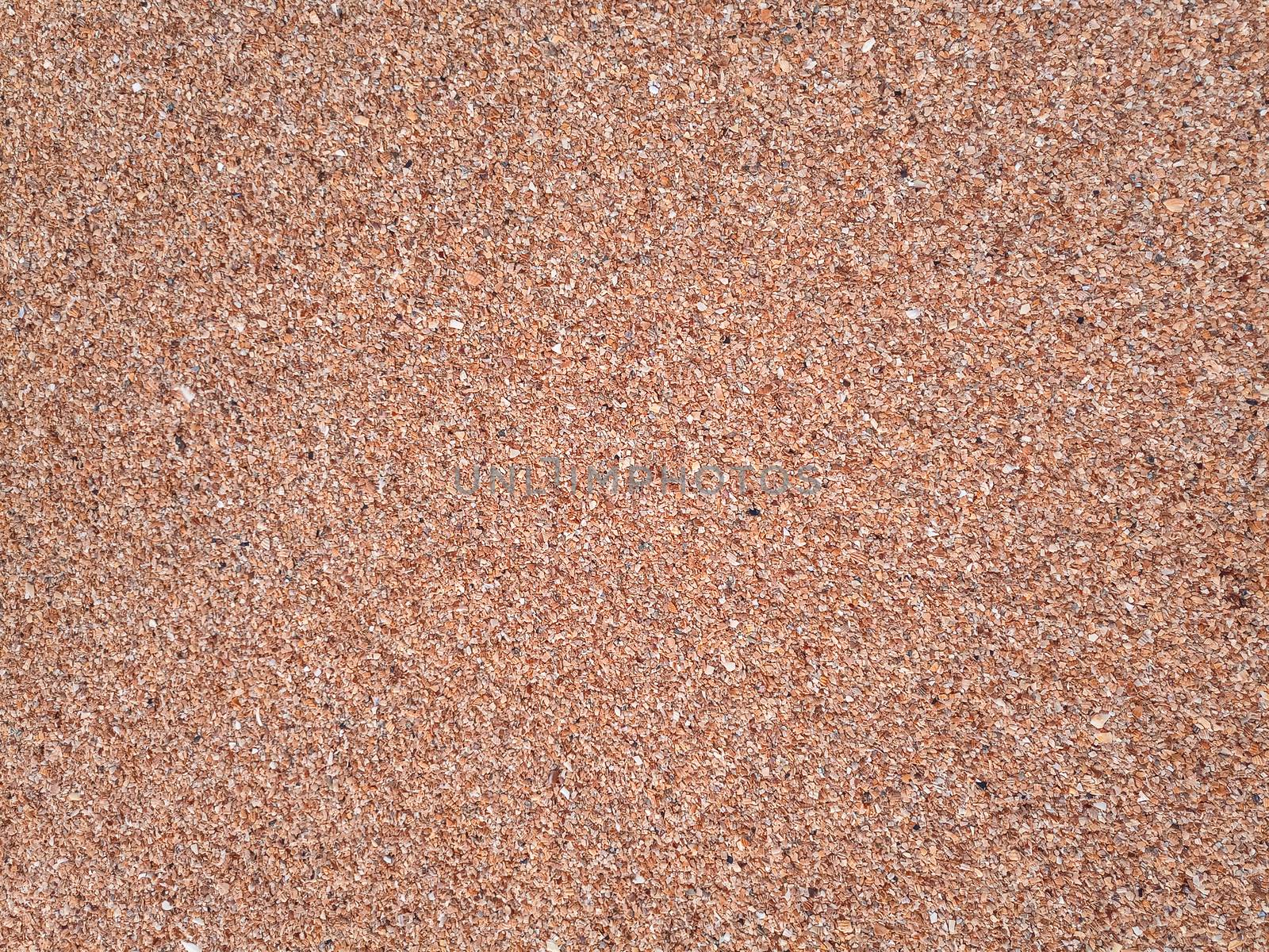 The background is the texture of the sea sand on the beach. Sand shell.