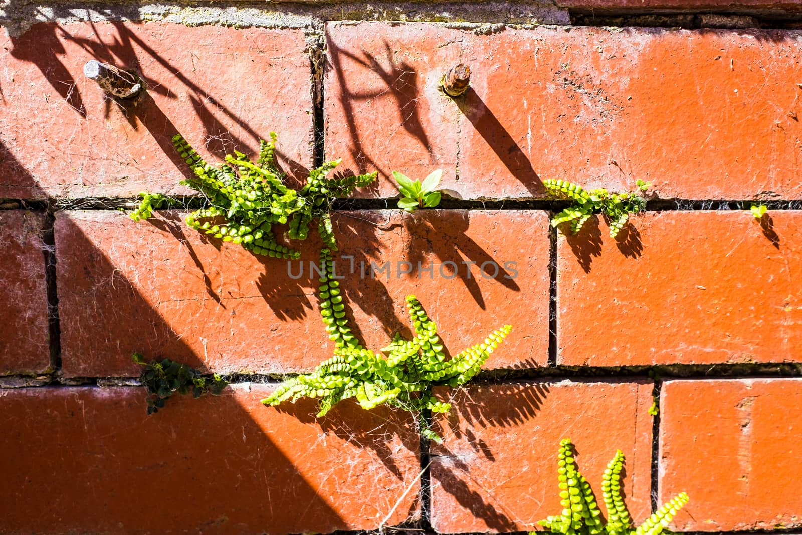 old red brick wall on a sunny spring day