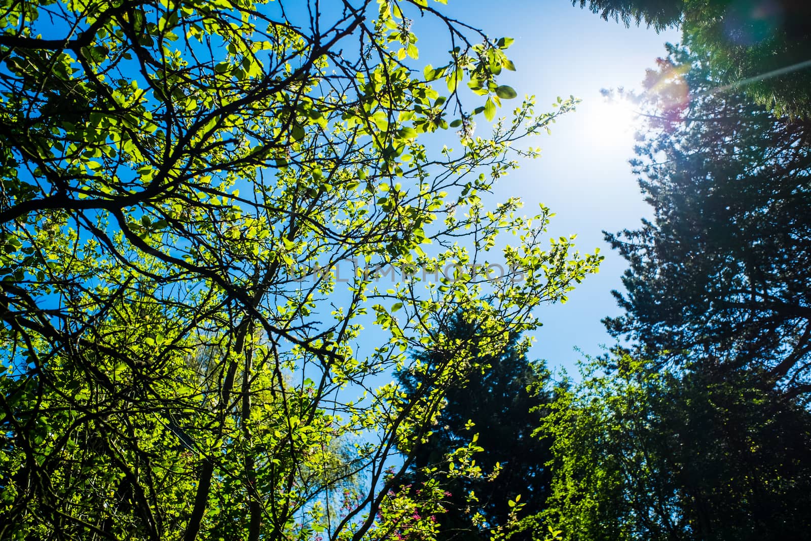 green leaves shining in the sun on blue sky background UK