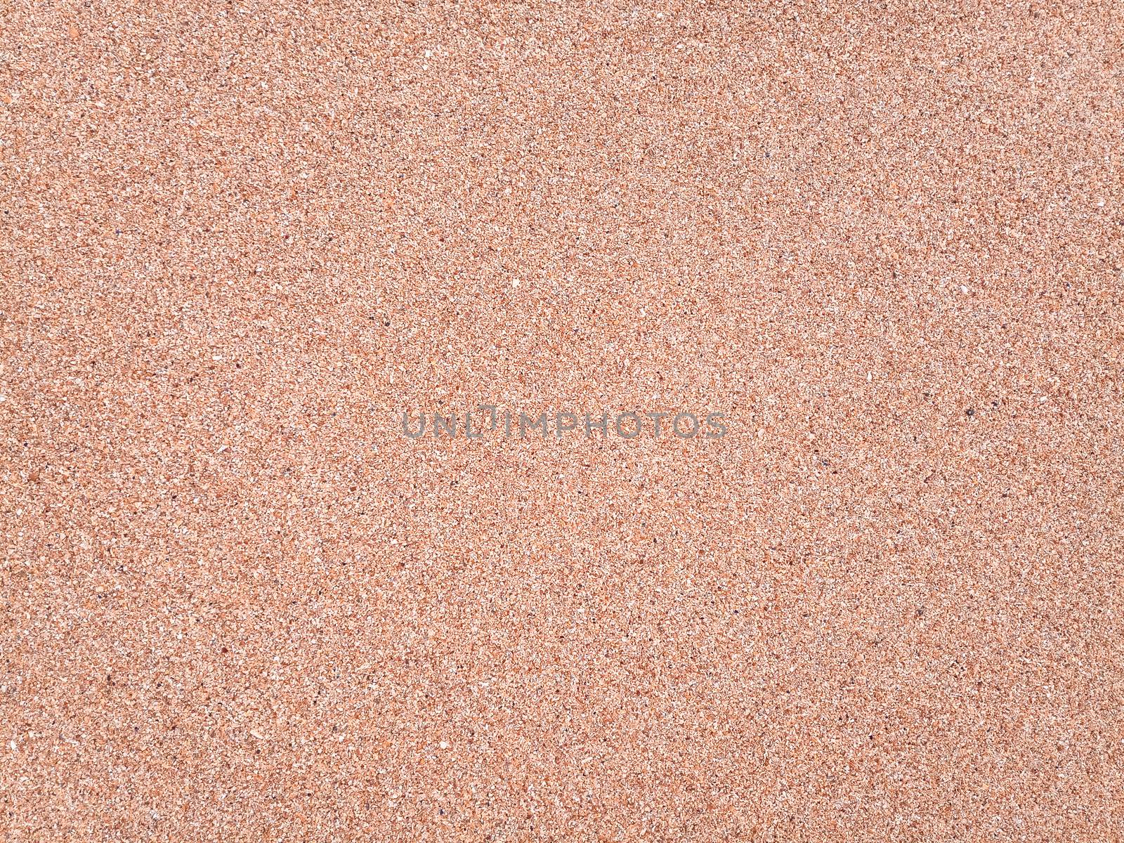 The background is the texture of the sea sand on the beach. Sand shell.