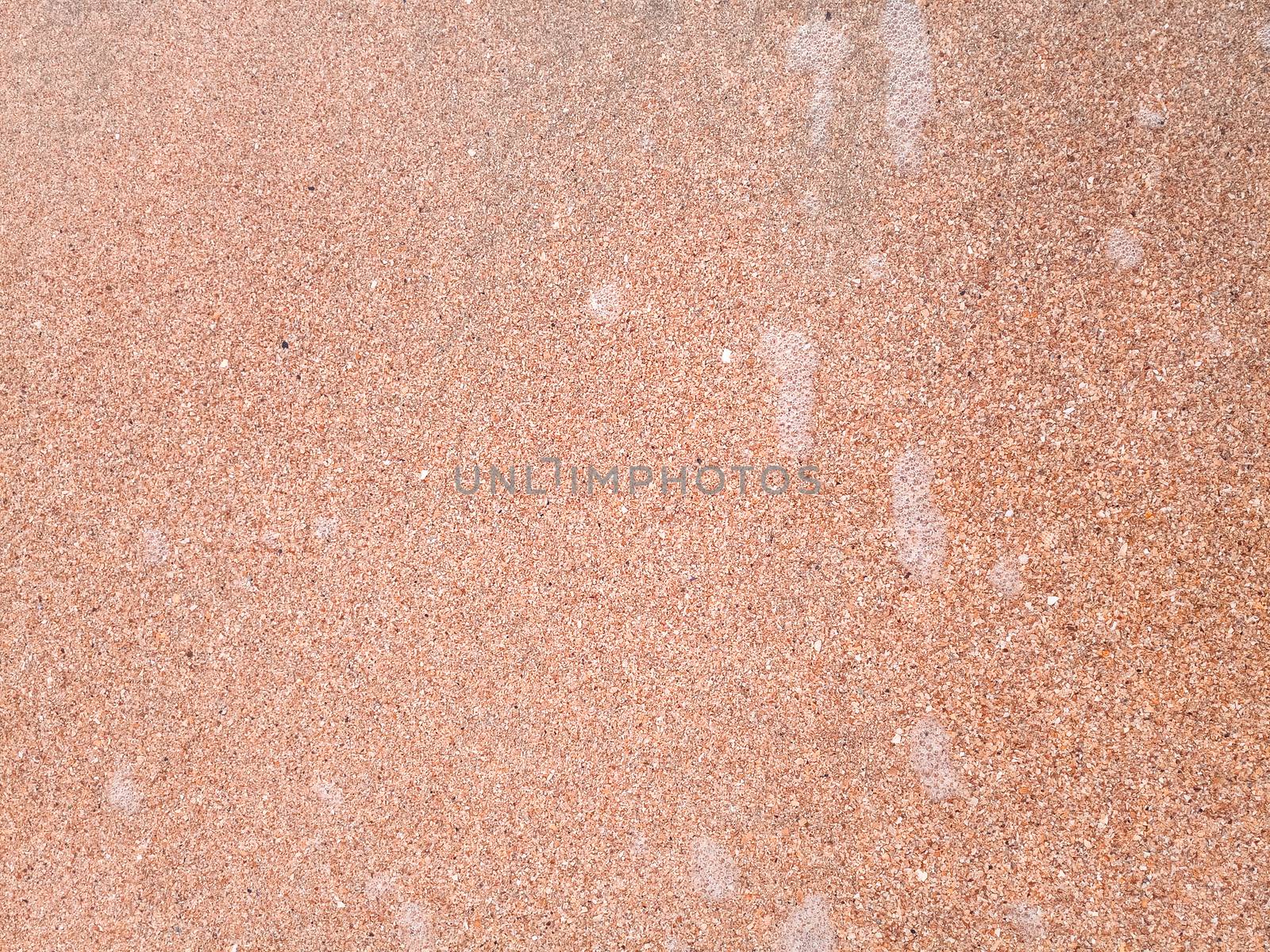 The background is the texture of the sea sand on the beach. Sand shell.