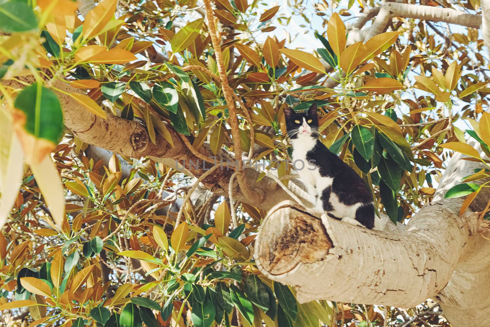 Curious cat sitting on olive tree branch in summer, animals and nature scene