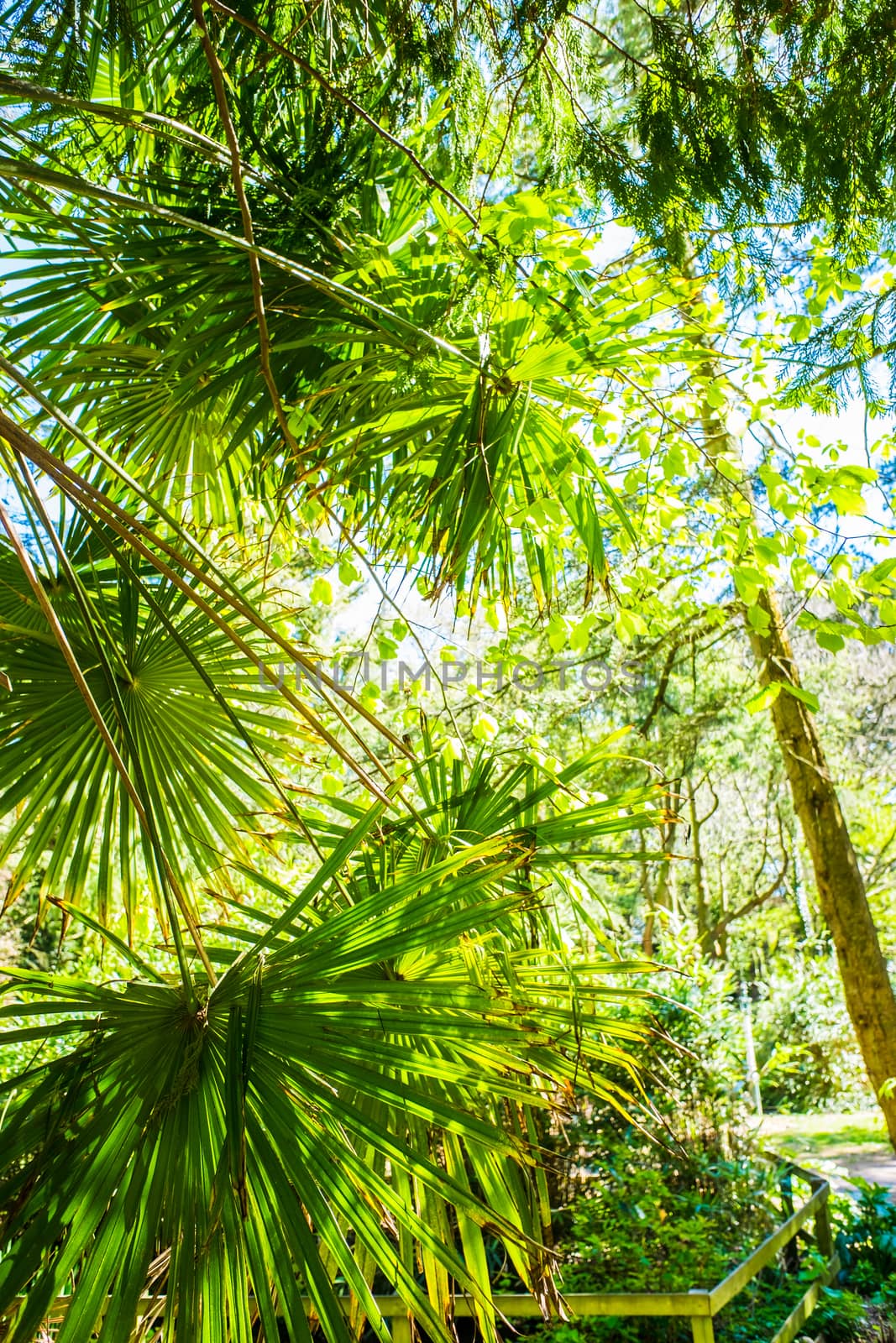 Closeup to the bright green leaves of a palm tree during a sunny day. by paddythegolfer