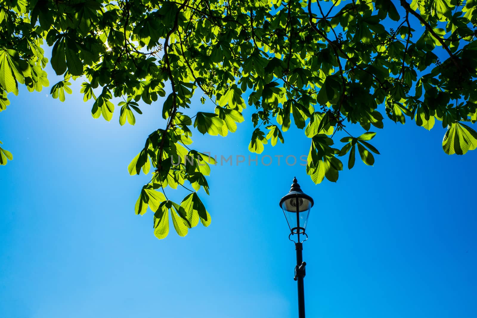 chestnut tree leaves and beautiful blue sky in spring