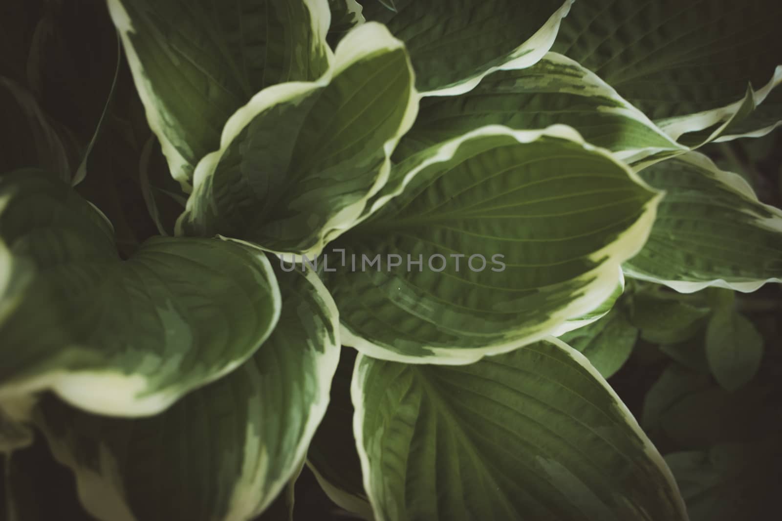 Hosta plant new leaves growing in Springtime by paddythegolfer