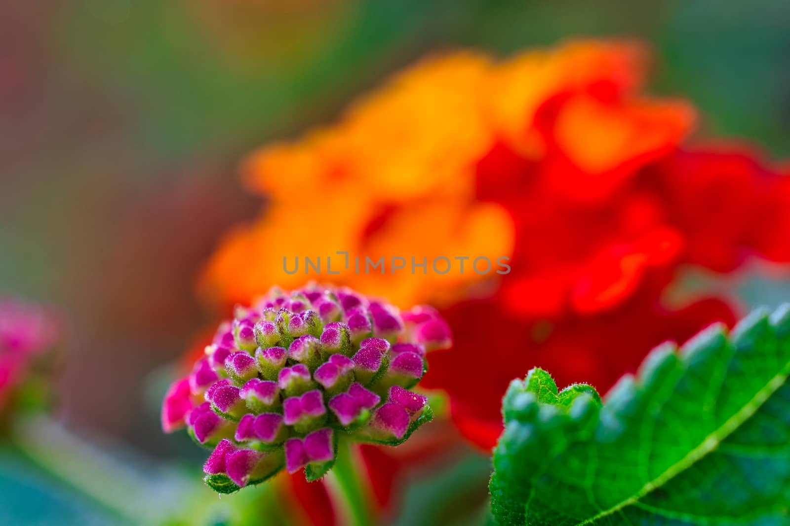 Colorful close-up photo of blooming flowers. Pink, orange and red flowers