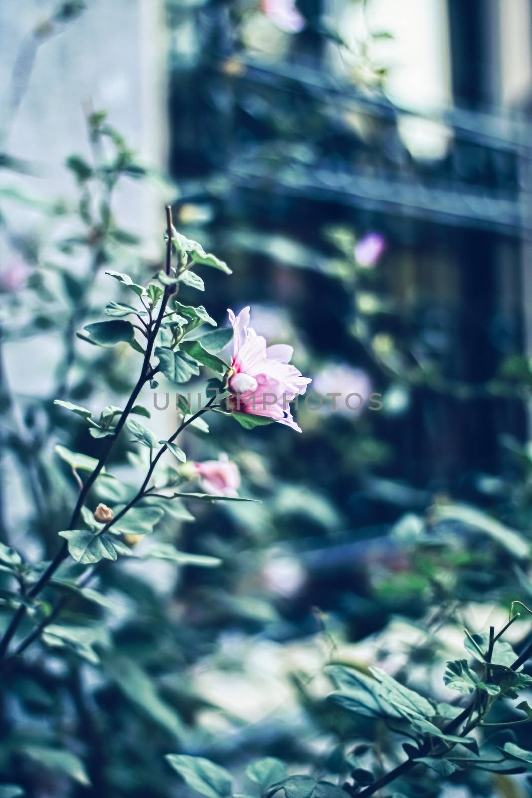 Blooming flowers in a European city garden