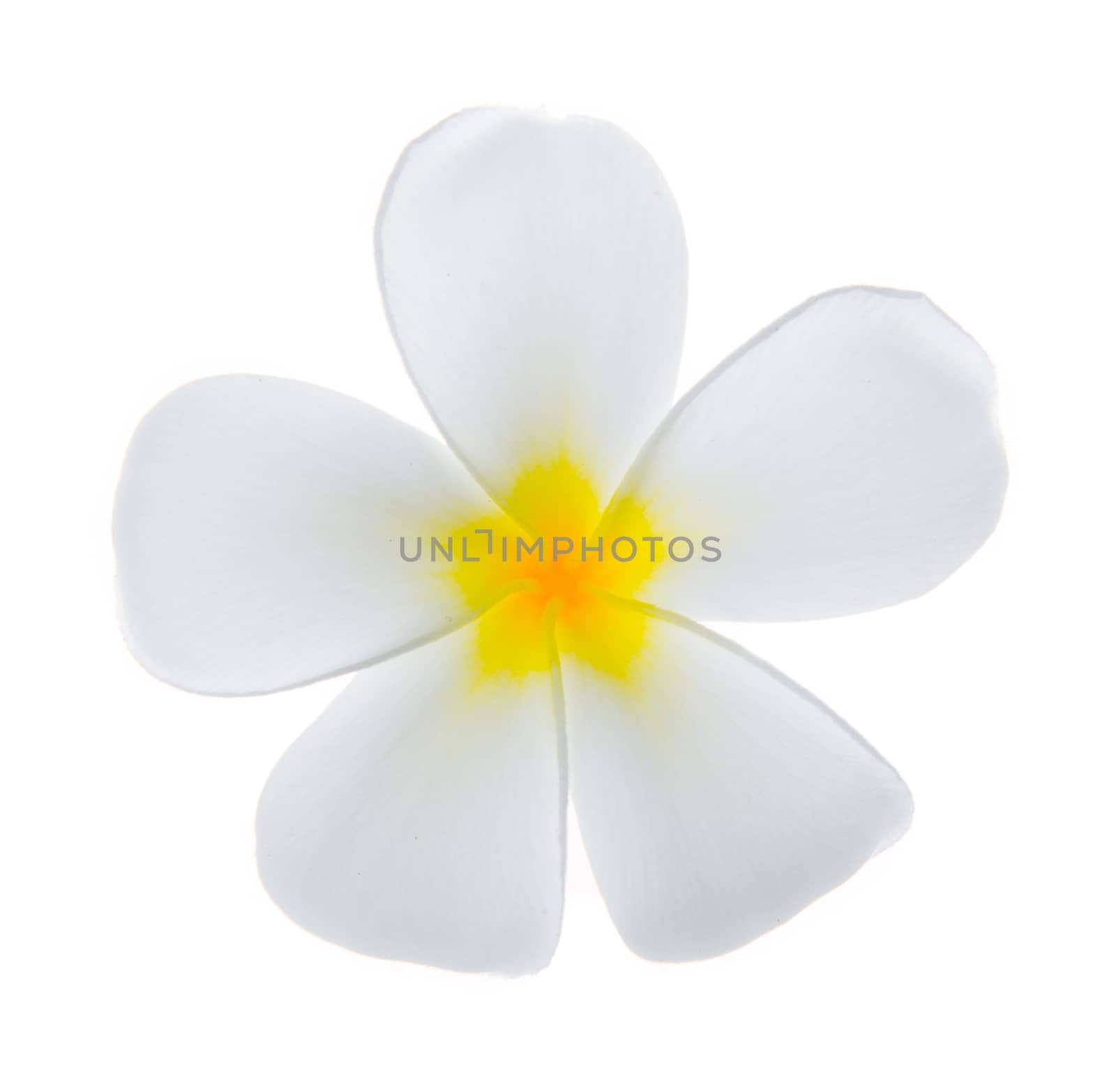 white frangipani flower isolated white