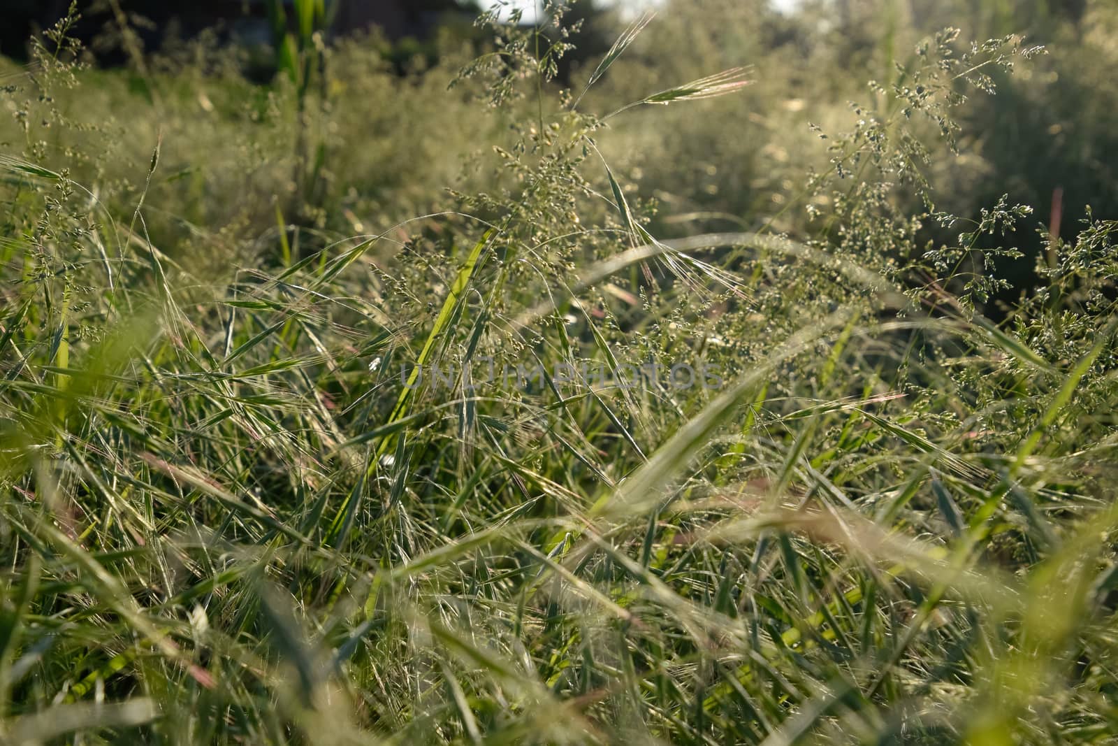 Ears of green grass in the field. Field overgrown with grass.