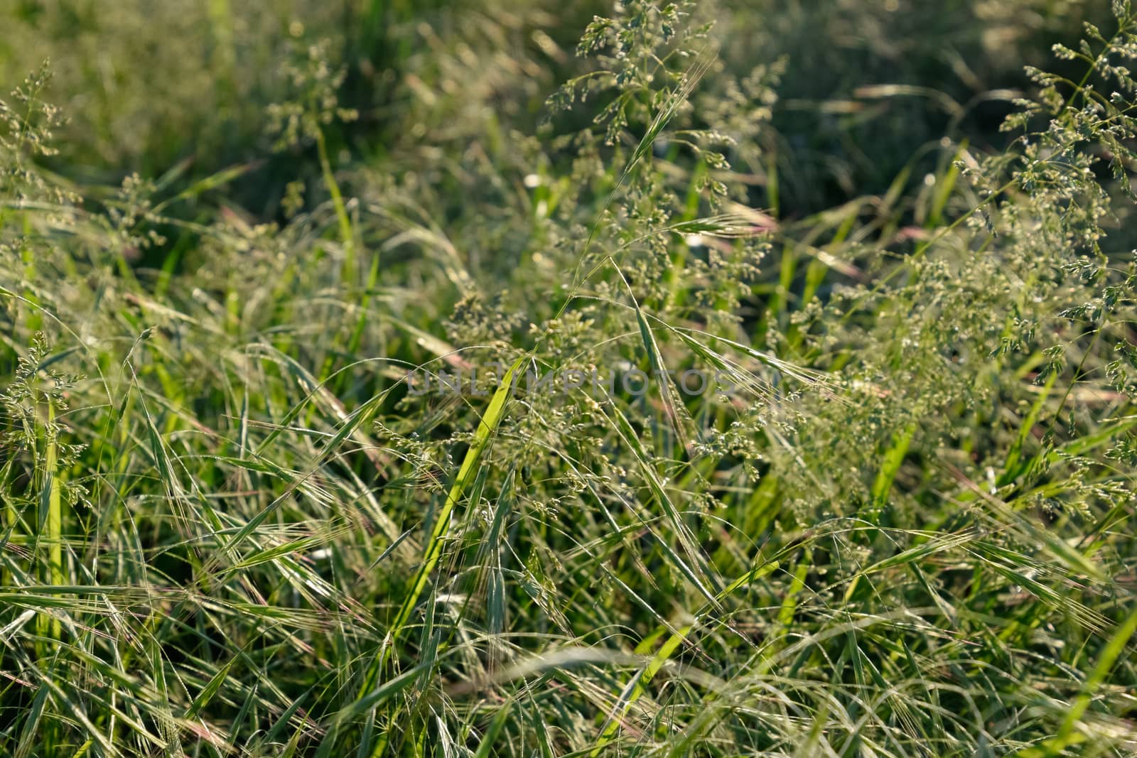 Ears of green grass in the field. Field overgrown with grass.