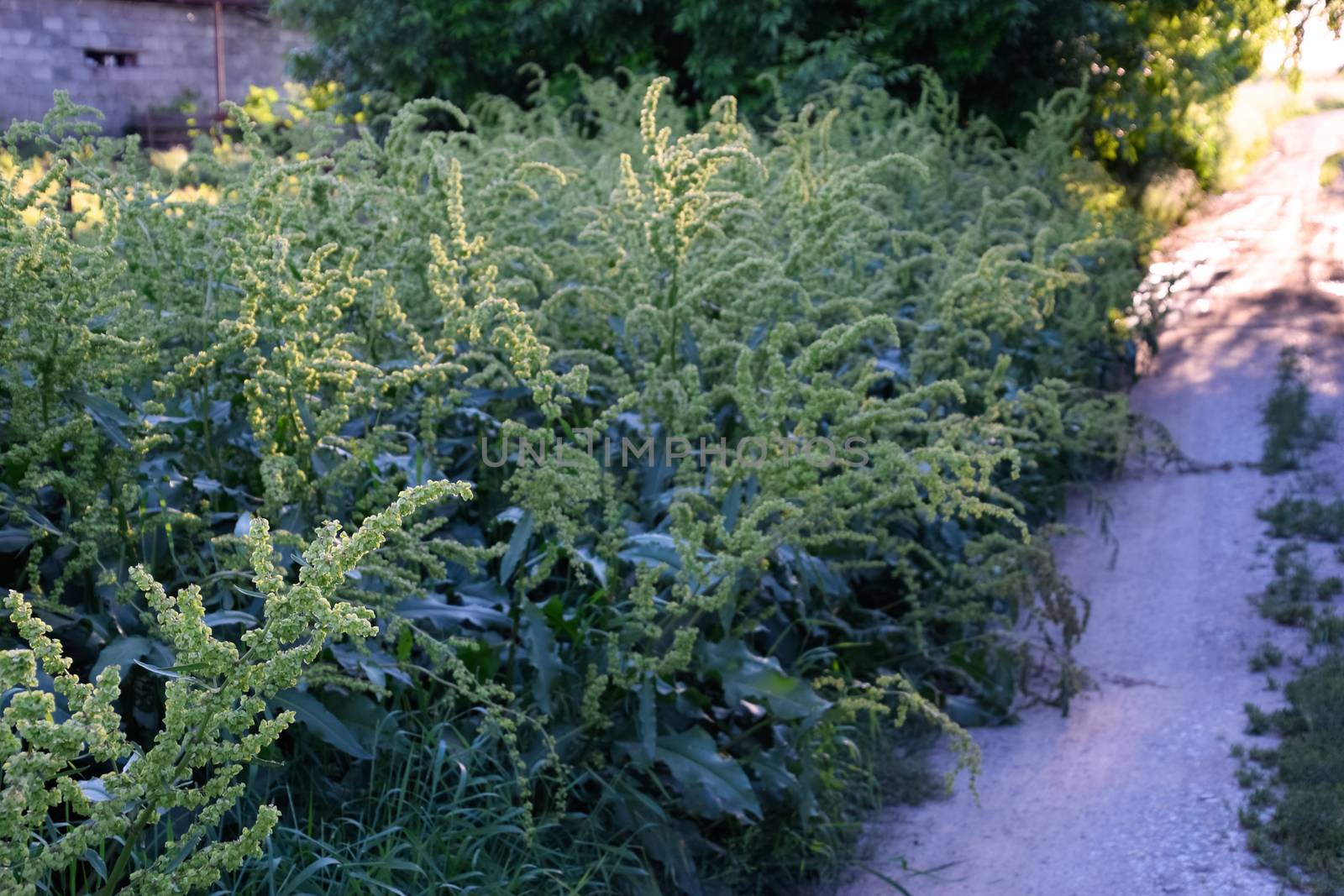 Horse sorrel during the flowering period. Rumex confertus. Horse sorrel on the side of a rural road.