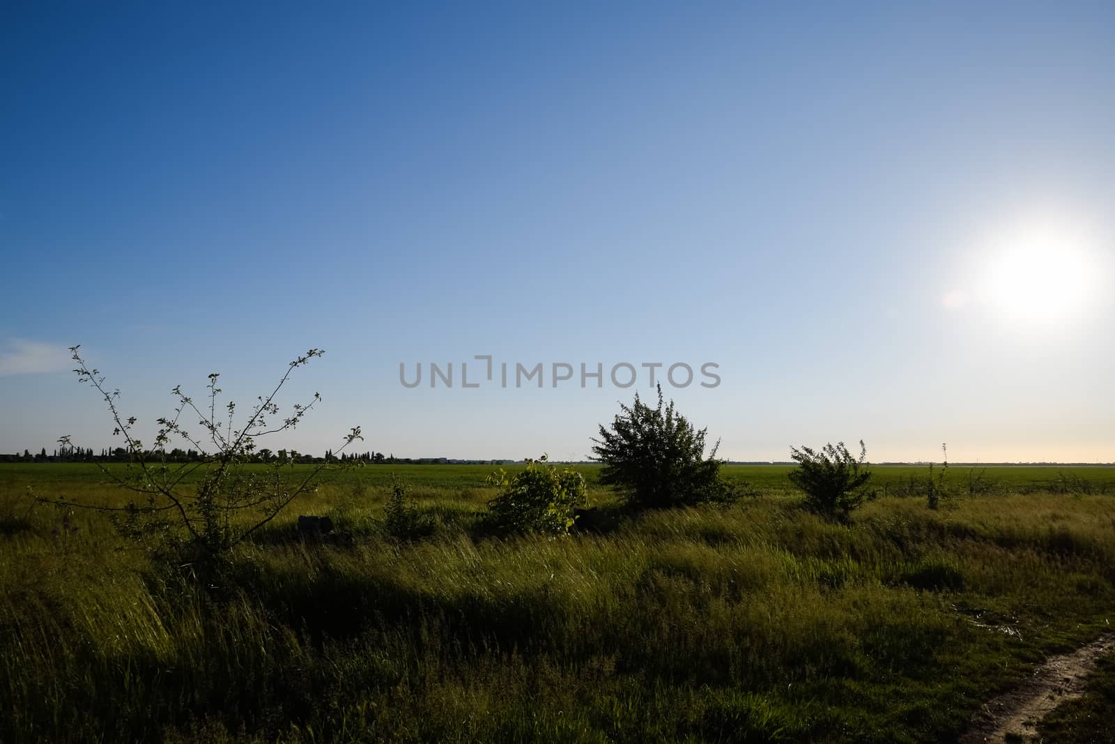 Landscape opposite the sun. Small trees and field on sunset background.