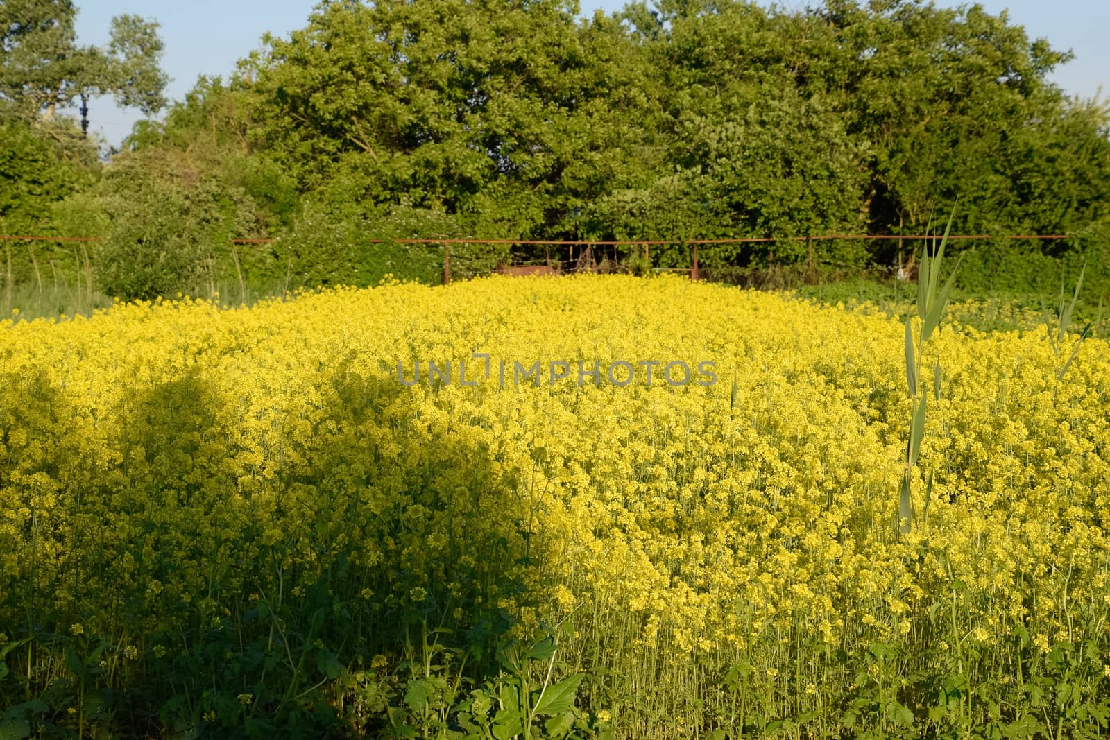 Rapeseed blossom in the garden in spring. Blooming siderat rapeseed.