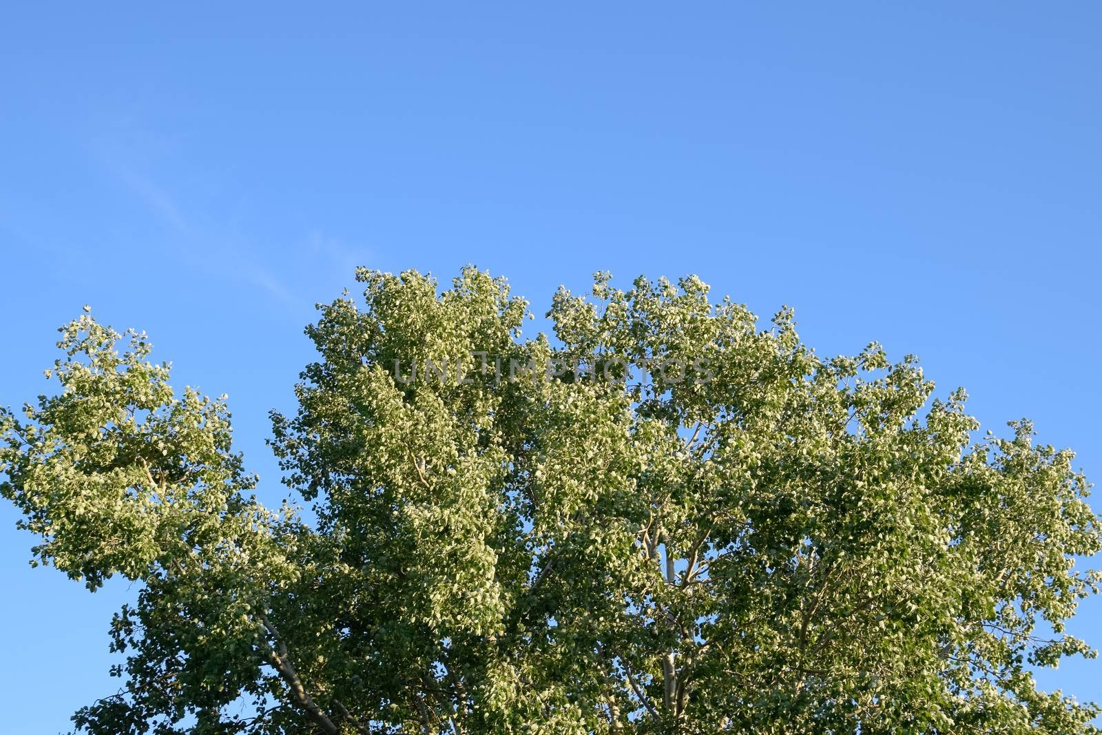 Silver poplar in May, green leaves of silver poplar, tree on the Kuban.