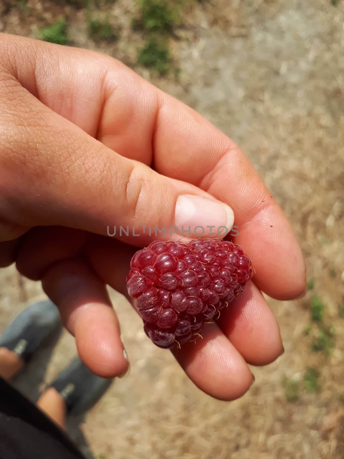 A large raspberry in a womans hand. Ripe sweet raspberries.