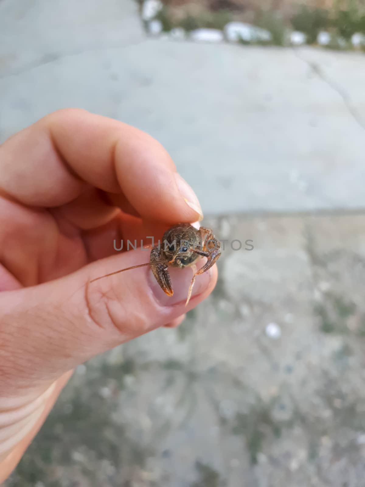 A little cancer in a woman's hand. larvae of river cancer.