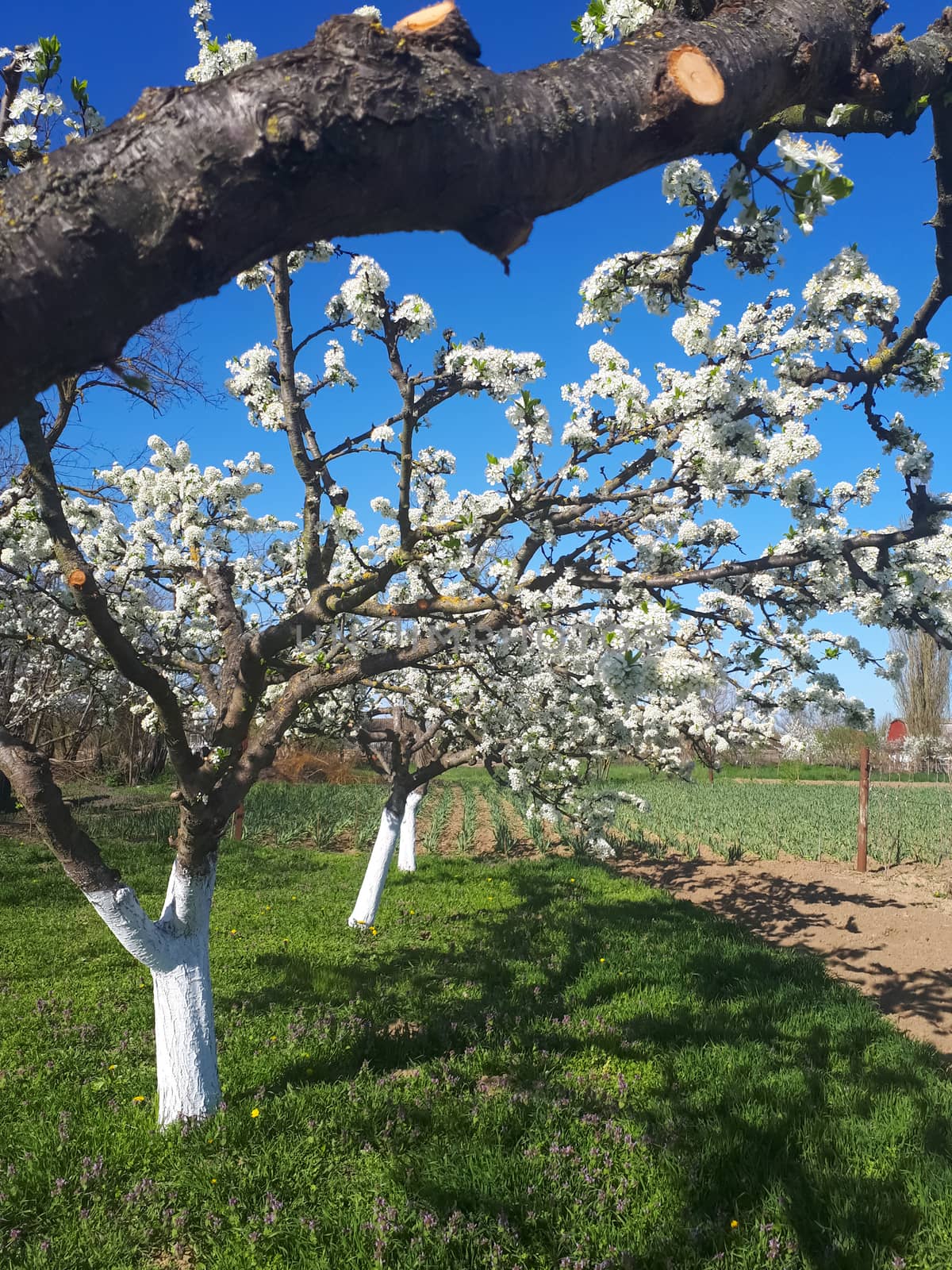 Blossoming apple orchard in spring. Blossoming apple orchard in spring.