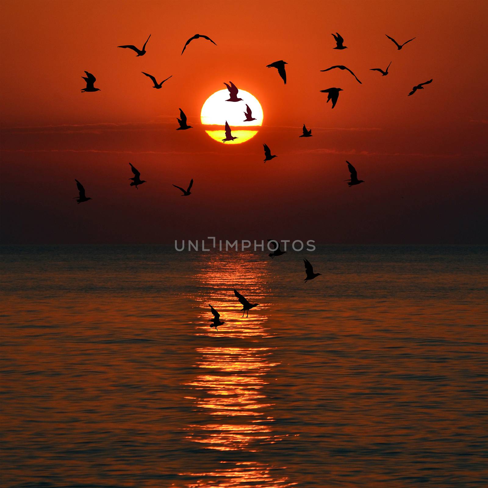Red sunset and silhouettes of seagulls flying
