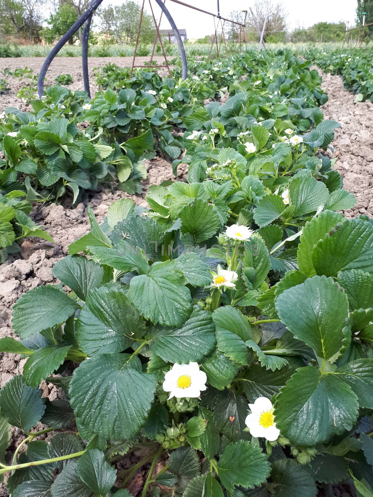 Flowering strawberry bushes in the garden. Strawberry bed.